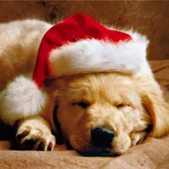 Dog Christmas Cards