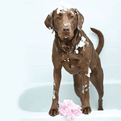 Dog Bathing Aids