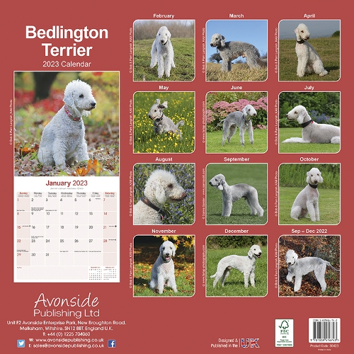 Una Fall 2023 Calendar Bedlington Terrier Calendar 2023 (Square) | Dogs Naturally