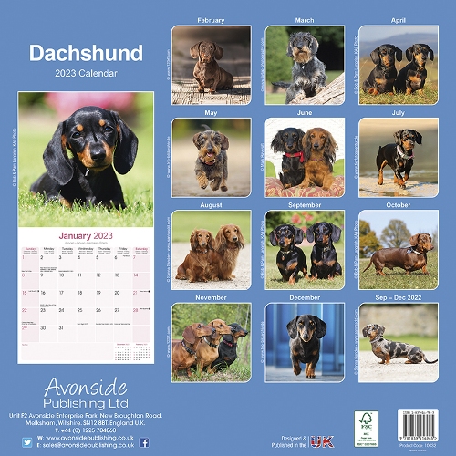 Una Fall 2023 Calendar Dachshund Calendar 2023 (Square) | Dogs Naturally