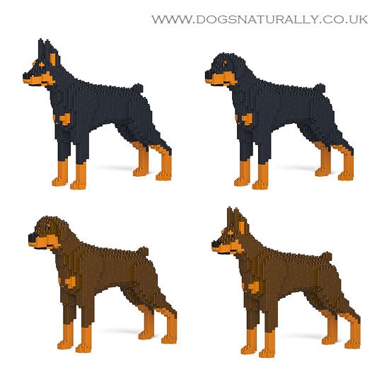 http://www.dogsnaturally.co.uk/file-manager/Products/Gifts/Jekca2/Doberman%20Colour%20Ear%20Options.jpg