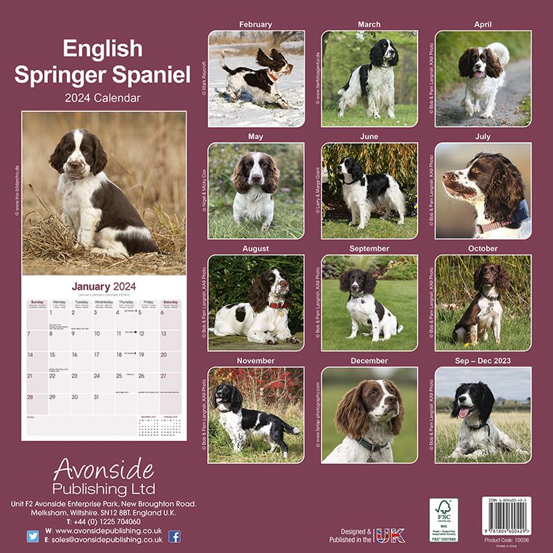 English Springer Spaniel Calendar 2024 (Square) | Dogs Naturally