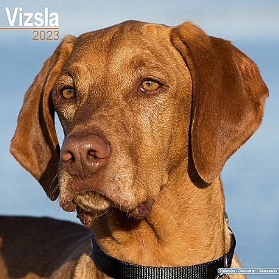 Hungarian Vizsla Calendar 2023 (Square) | Dogs Naturally